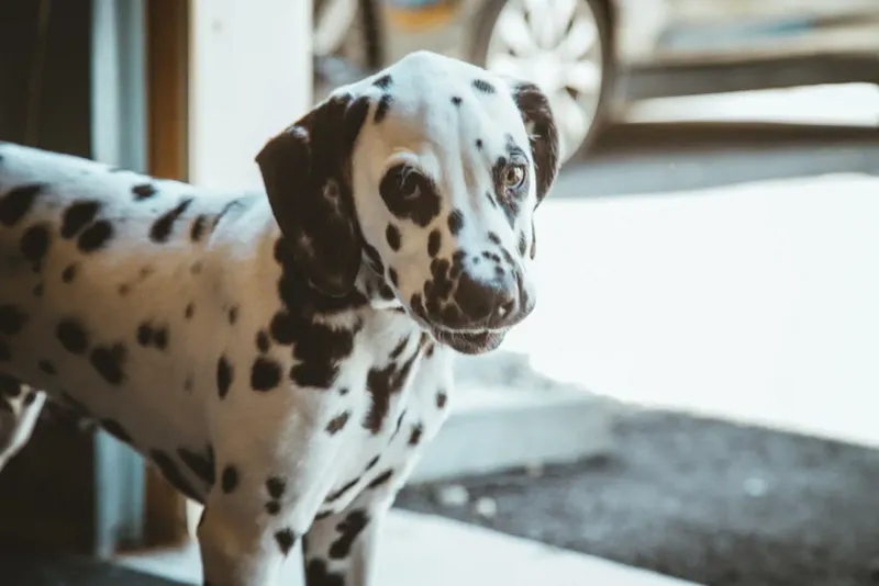 Dalmatian