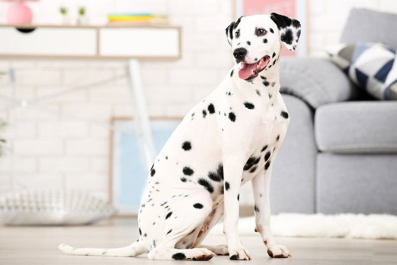 Dalmatian