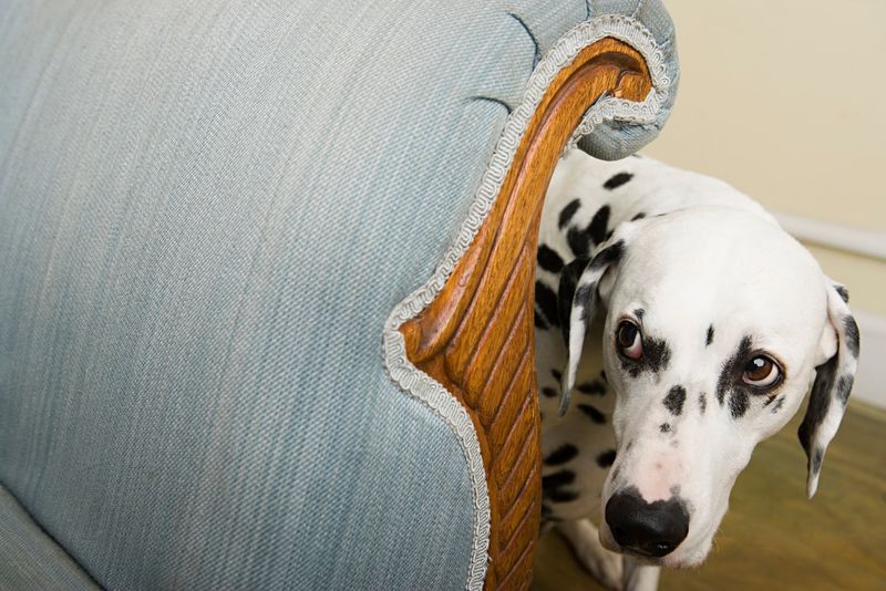 Dalmatian