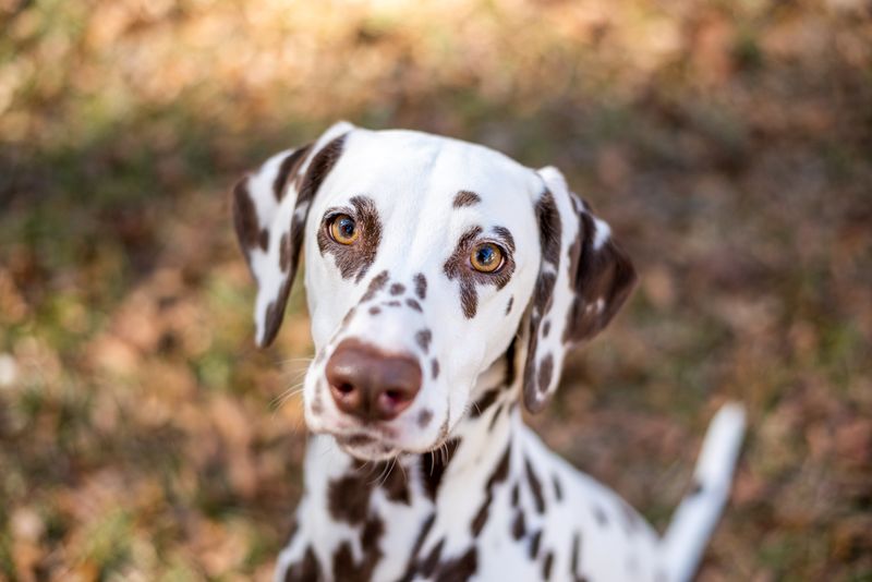 Dalmatian