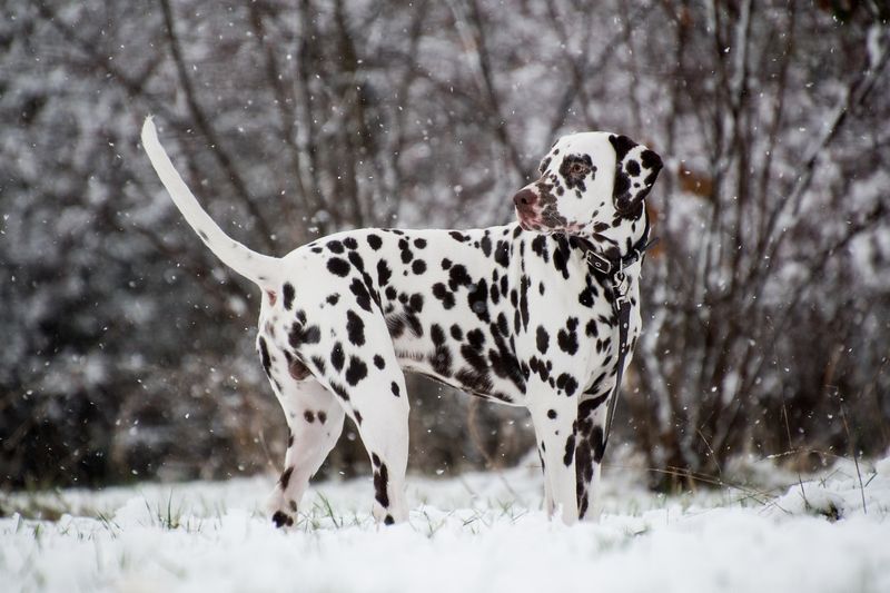 Dalmatian