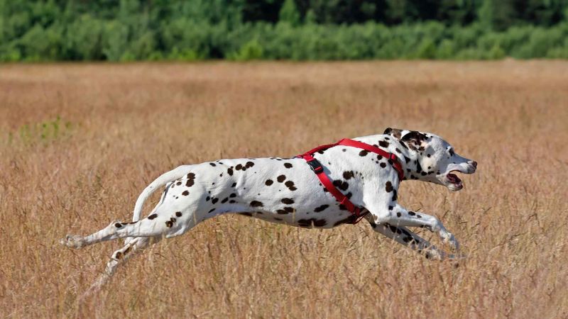 Dalmatian