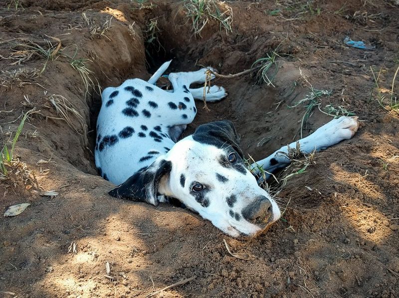 Dalmatian