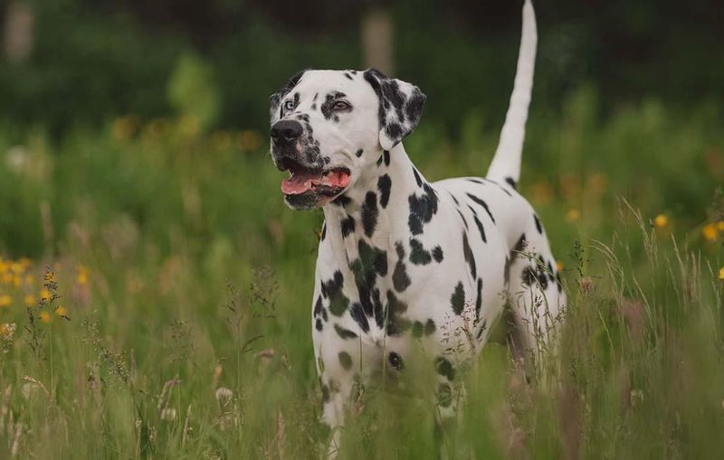 Dalmatian
