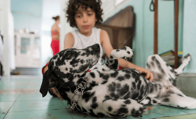 Dalmatian