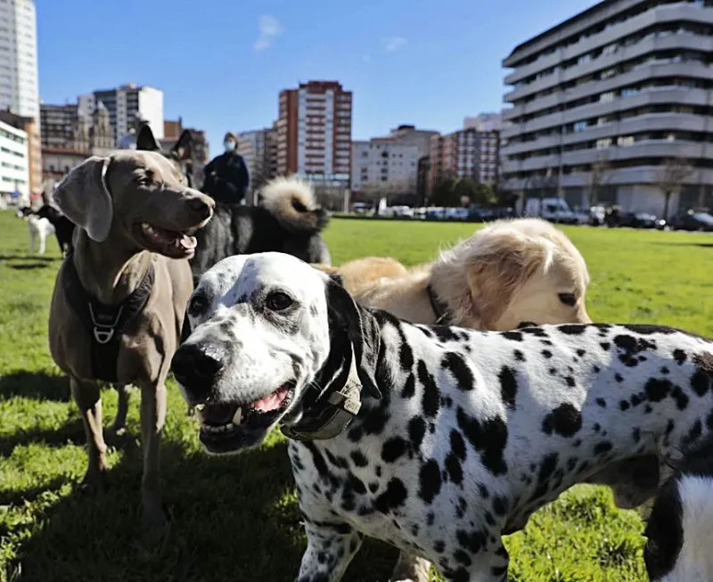 Dalmatian