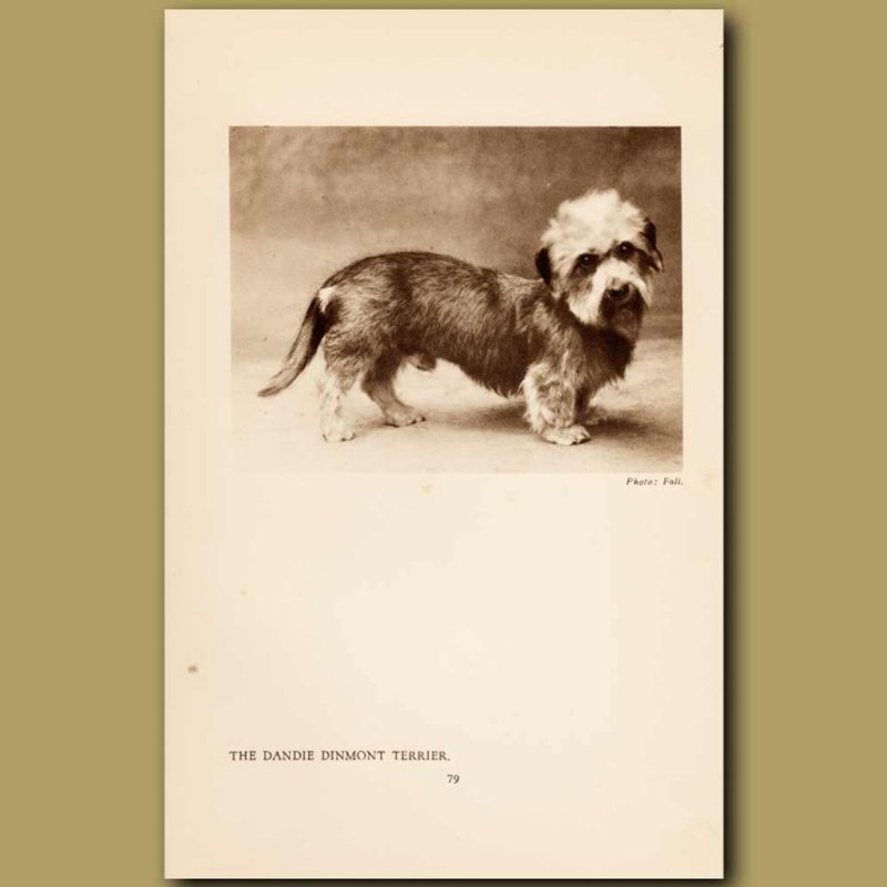 Dandie Dinmont Terrier