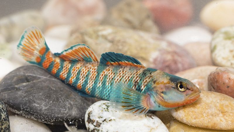 Darters