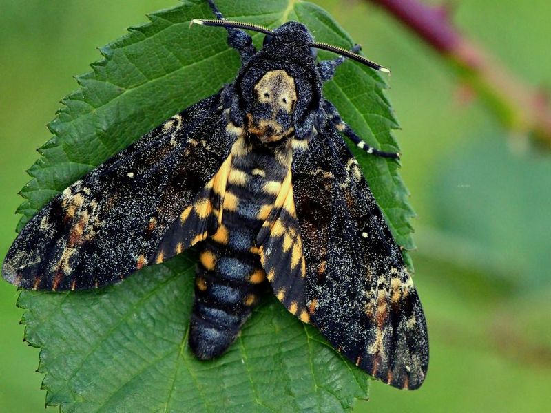 Death's-head Hawkmoth