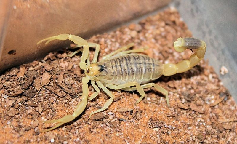 Deathstalker Scorpion