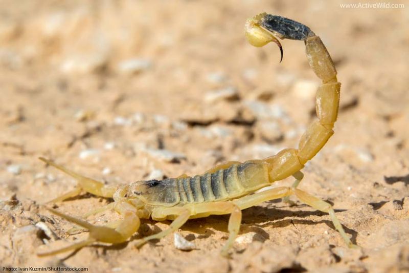 Deathstalker Scorpion