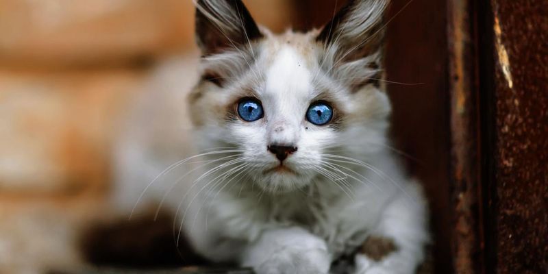 Decreased Grooming