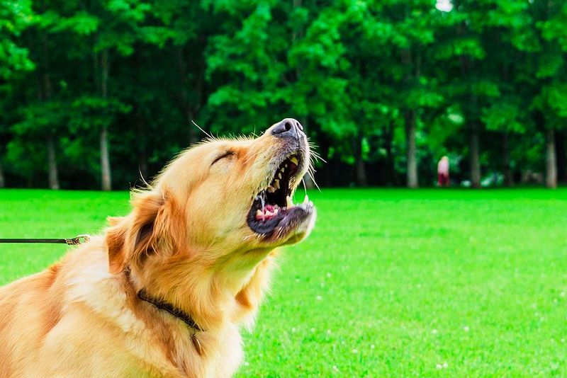 Deep Barking