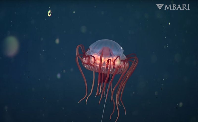 Deep-sea Jellyfish