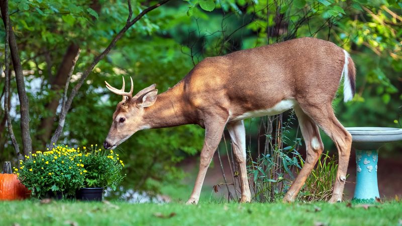 Deer
