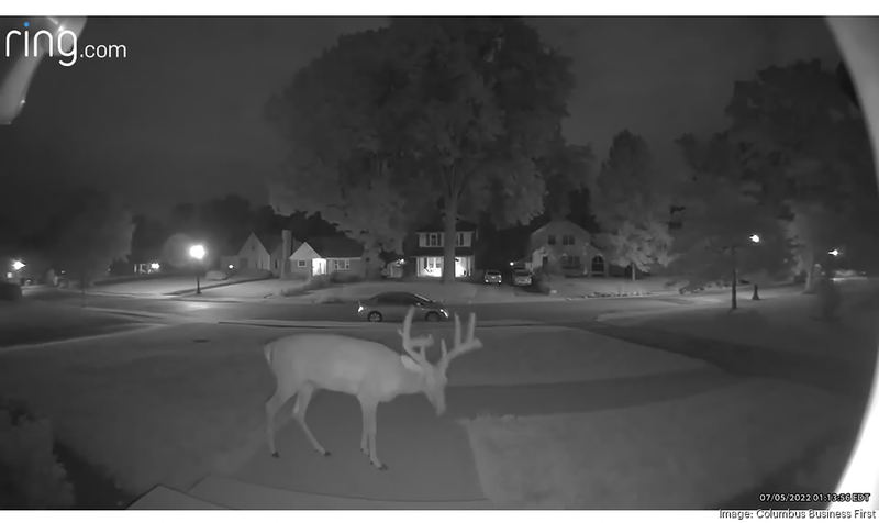 Deer