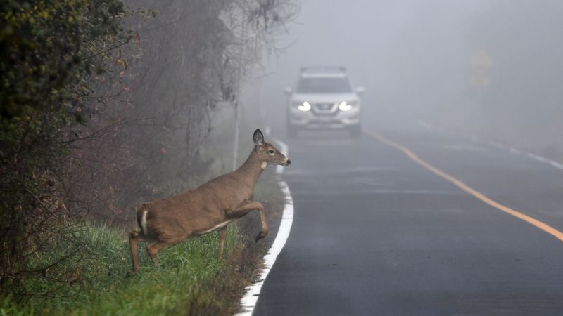 Deer