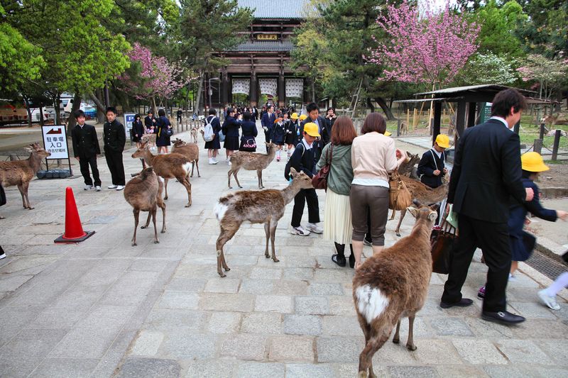 Deer in Nara