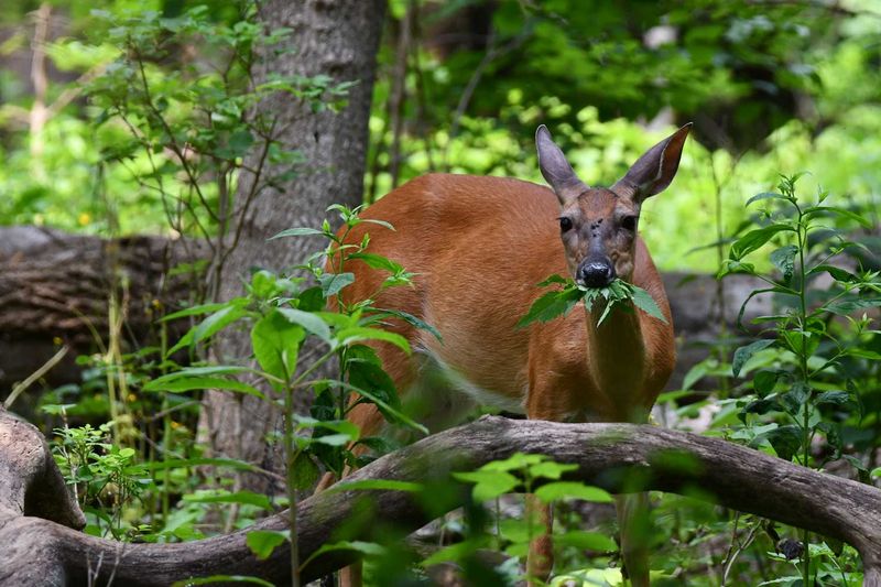 Deer