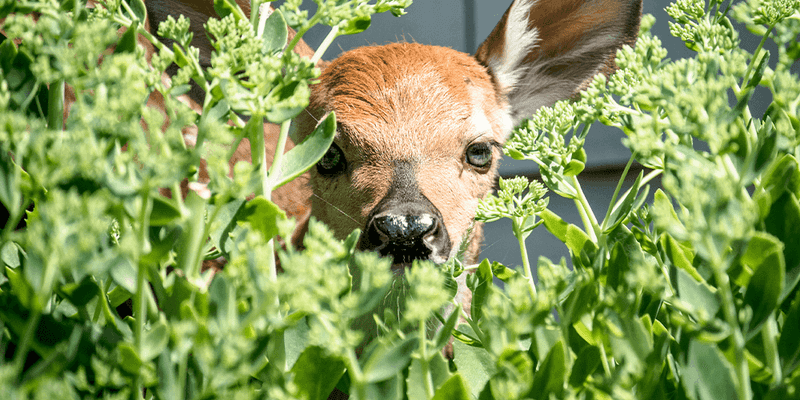 Deer