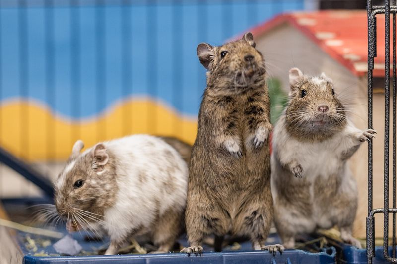 Degu
