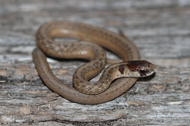 Dekay's Brown Snake