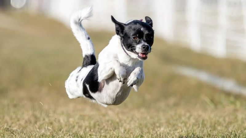 Delighted Zoomies