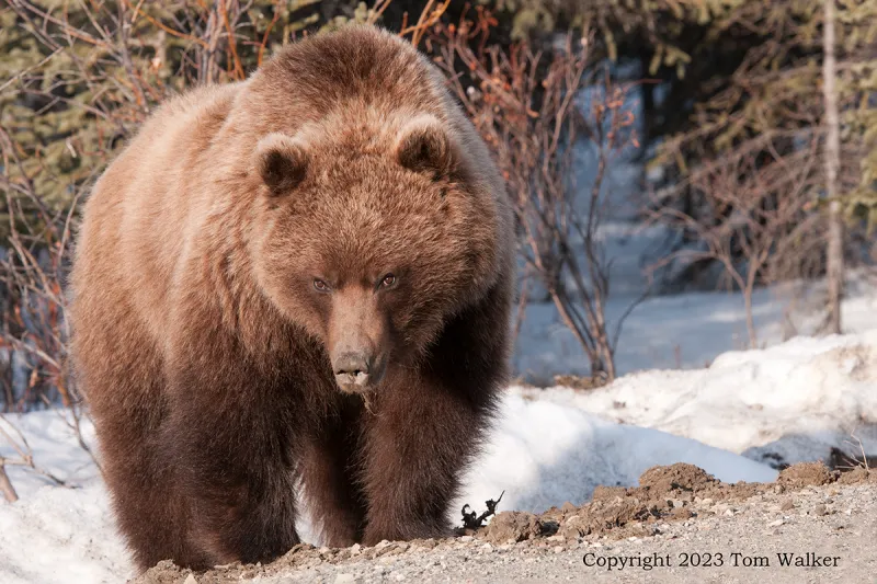 Denali Brown Bear - The Mountain Wanderer