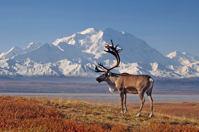 Denali National Park, Alaska
