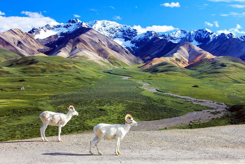Denali National Park, USA