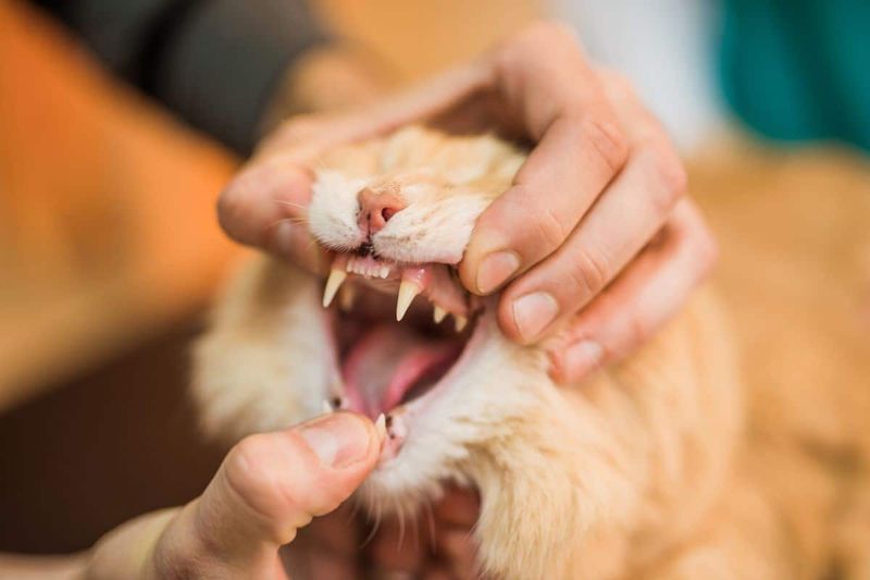 Dental Disease in Maine Coons