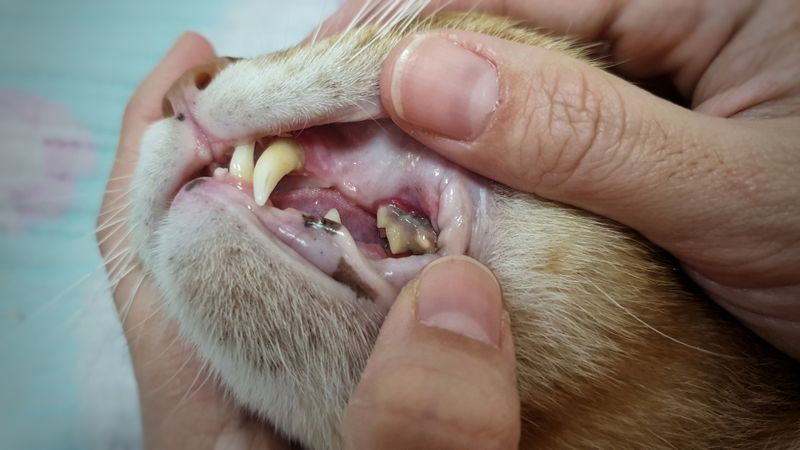 Dental Issues
