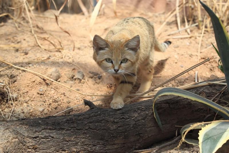 Desert Adaptations