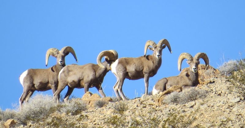 Desert Bighorn Sheep Migration