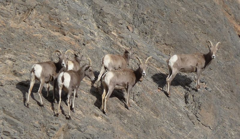 Desert Bighorn Sheep