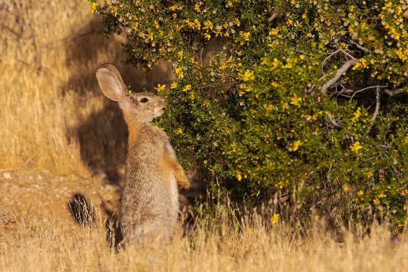 Desert Cottontail