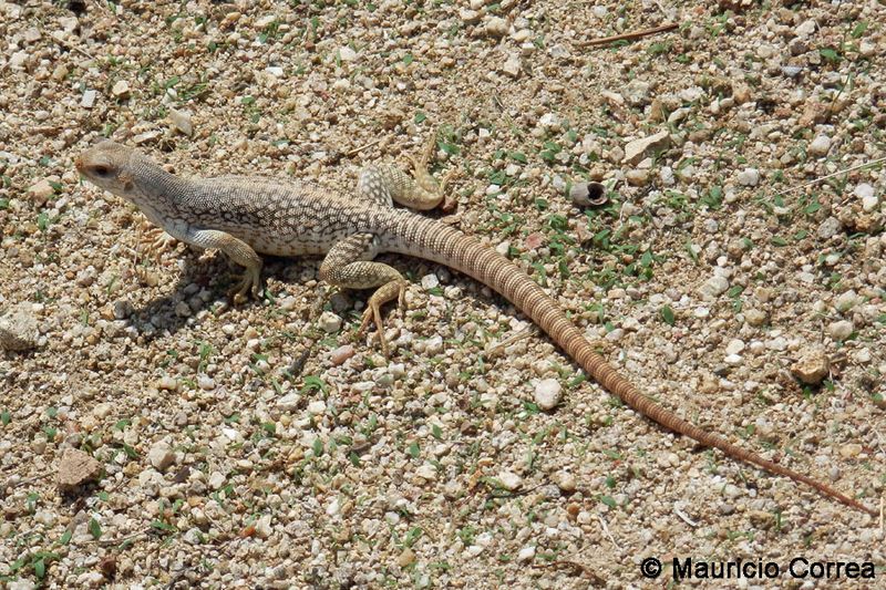 Desert Iguana