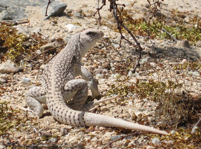 Desert Iguana