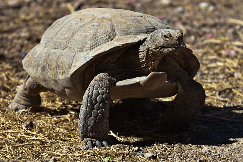 Desert Tortoise