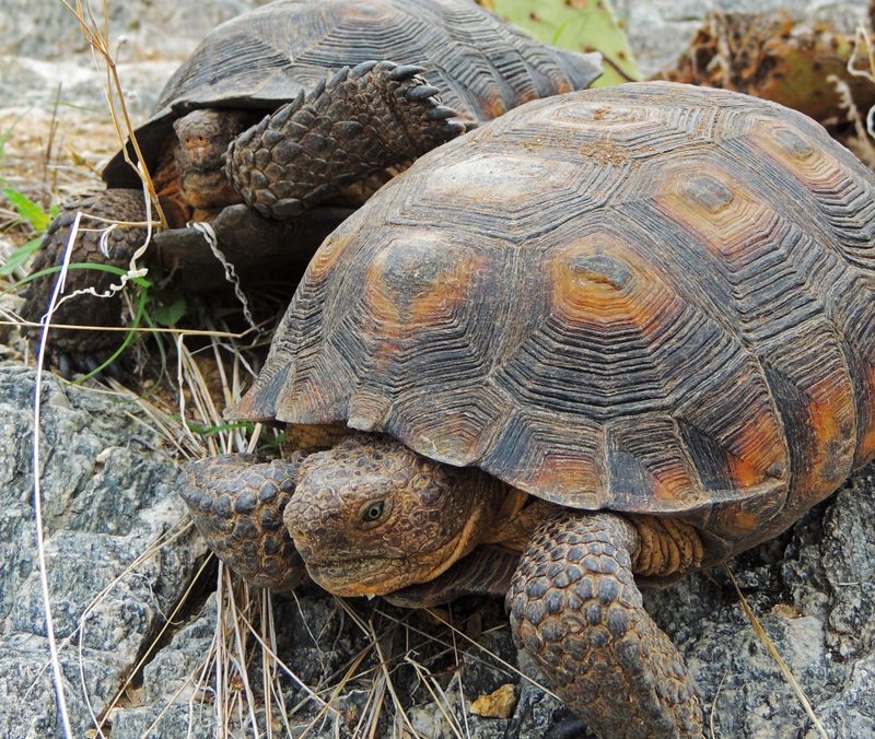 Desert Tortoise