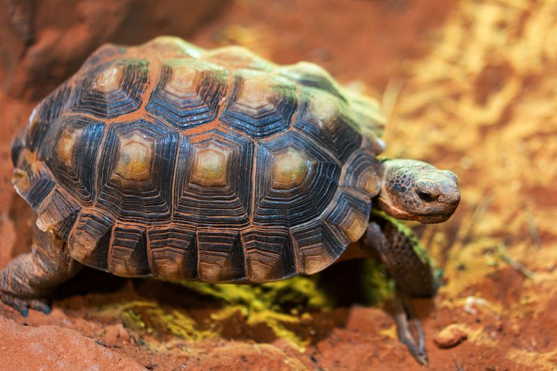 Desert Tortoise