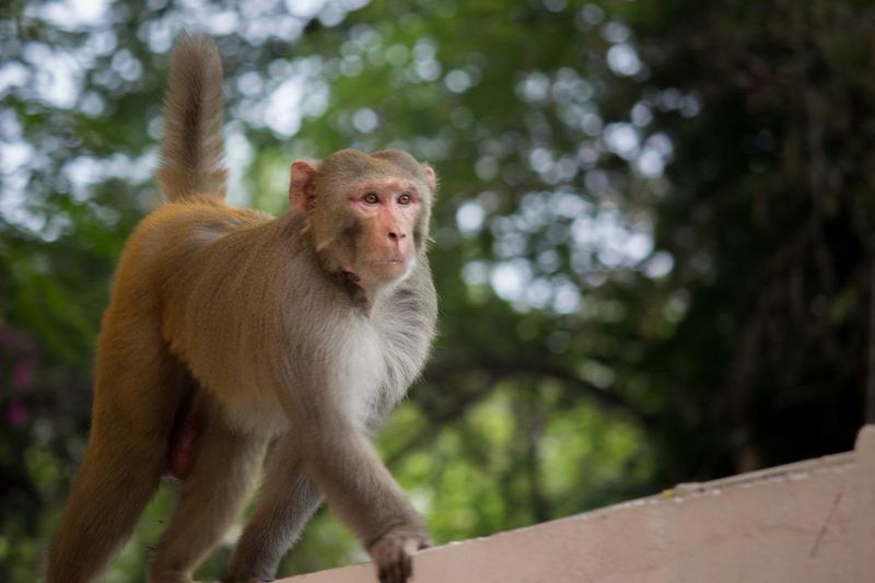 Destructive Side of Rhesus Monkeys