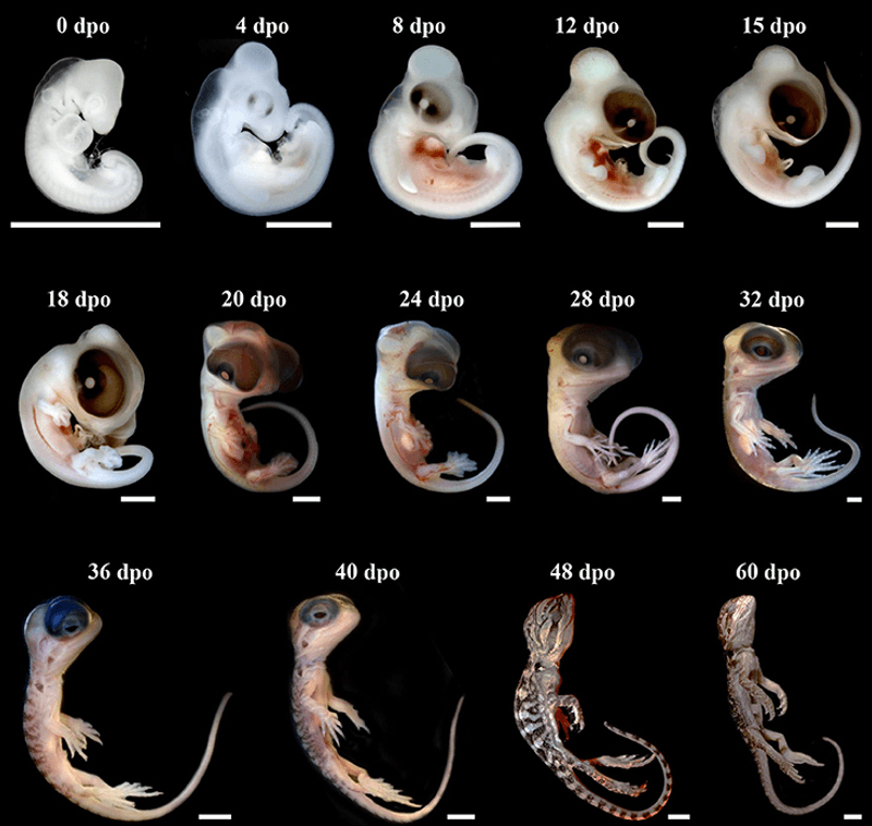Developmental Stages