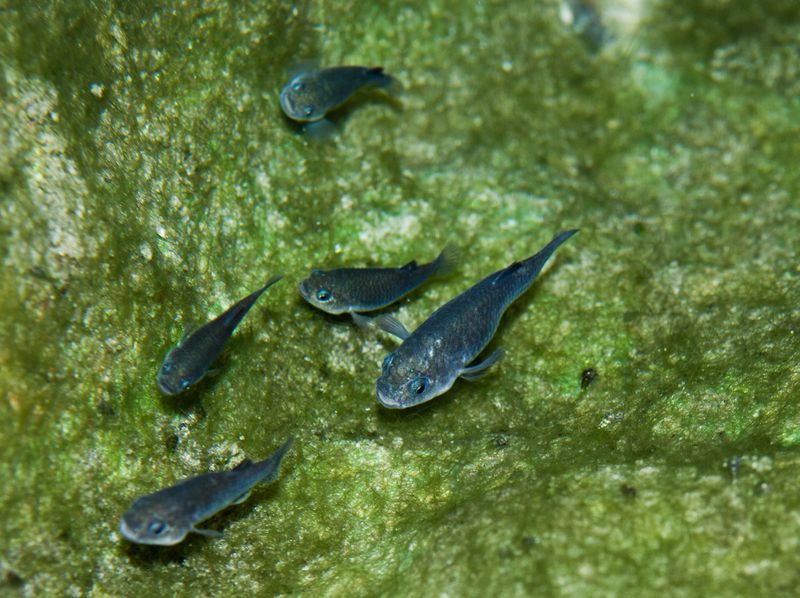Devil's Hole Pupfish