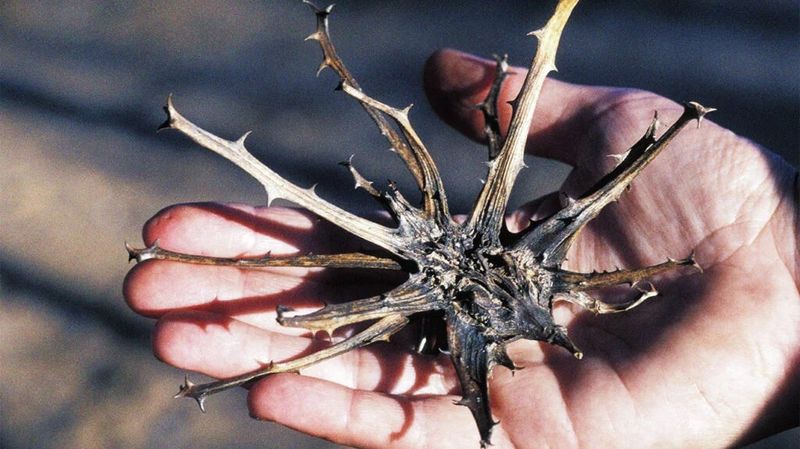 Devil's Claw
