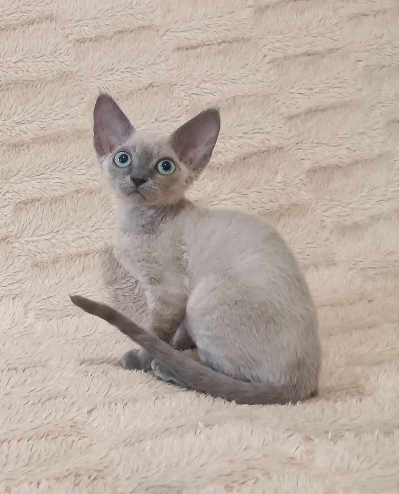 Devon Rex