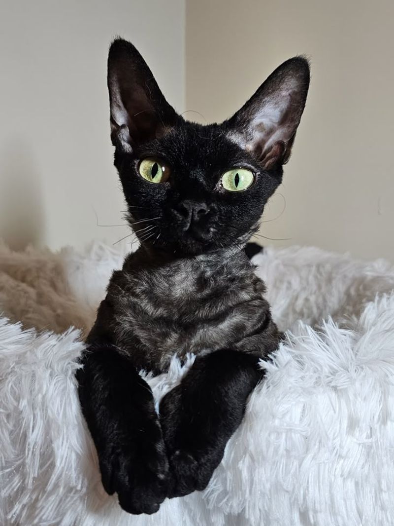 Devon Rex