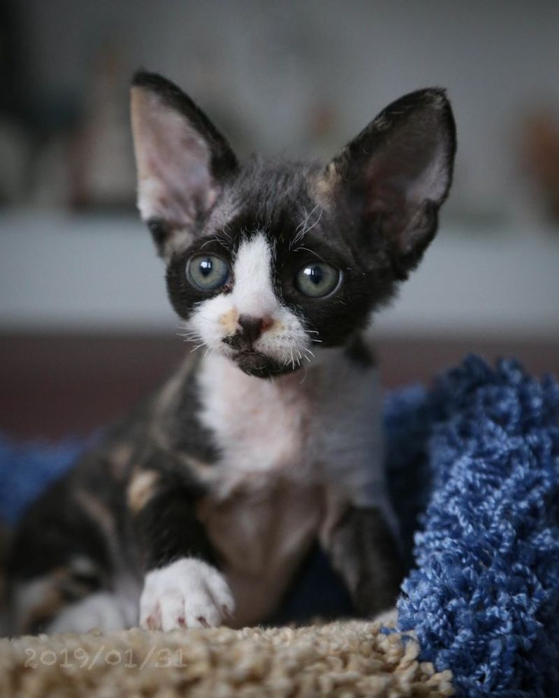 Devon Rex