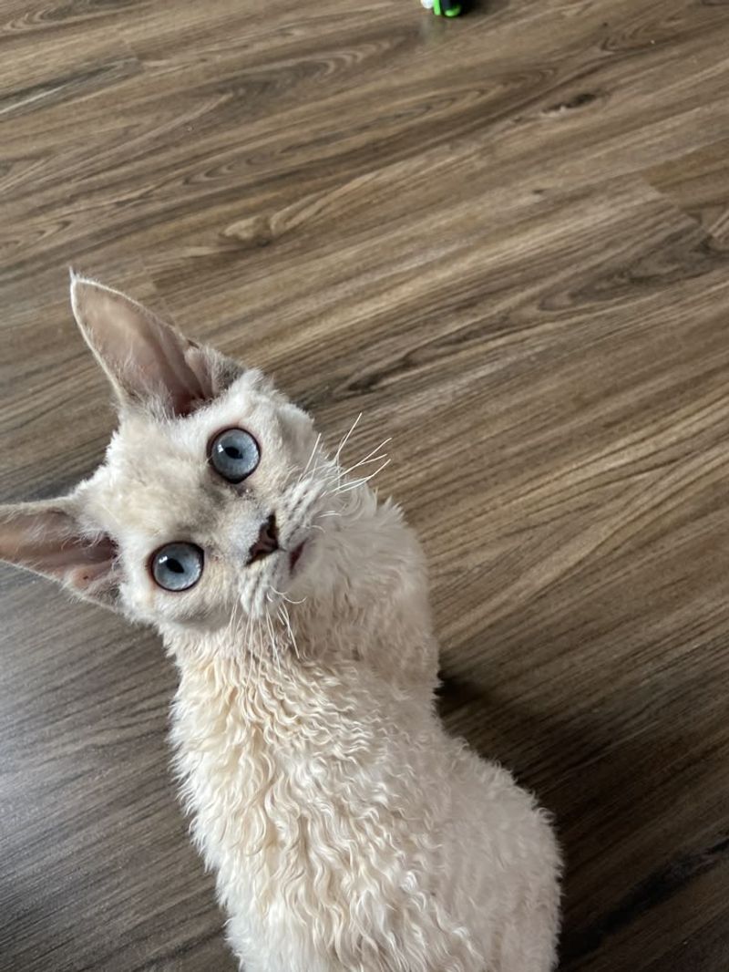 Devon Rex