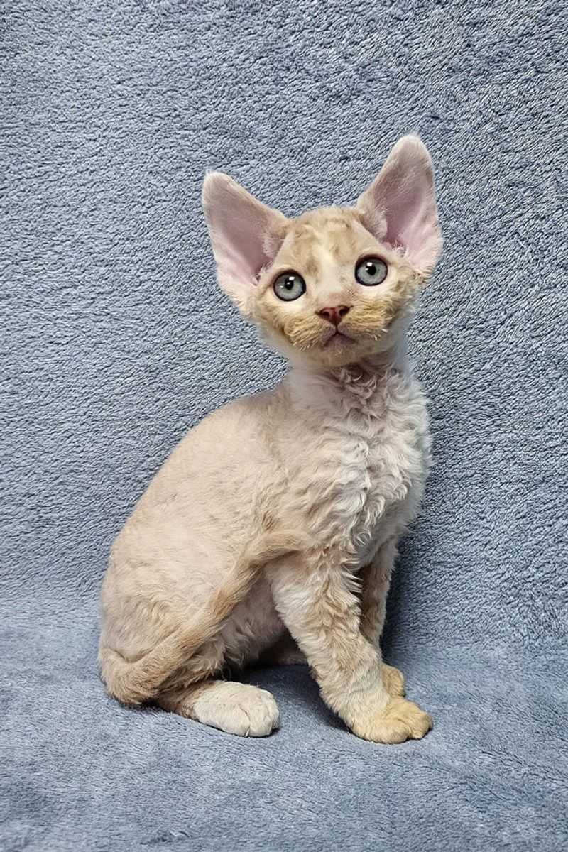 Devon Rex
